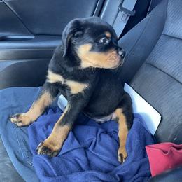 Rottweiler Puppies from GrowlHausRotts