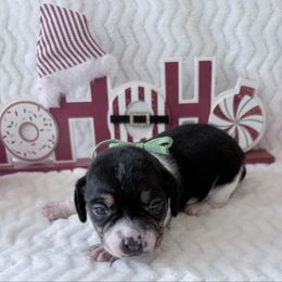 Pocket Beagle Arie - Black tan and white female Beagle puppy in Gentry, Arkansas from HC Puppy Ranch