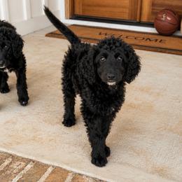 Elly - Black and white female Aussiedoodle puppy in Greensboro, North Carolina from Glendale Doodles