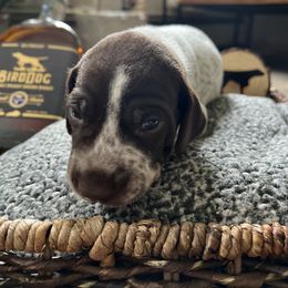 German Shorthaired Pointer Puppies from Bequest German Shorthaired Pointers