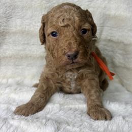 Orange - Red  male Goldendoodle puppy in Cleveland, Georgia from The O.G. Doodles