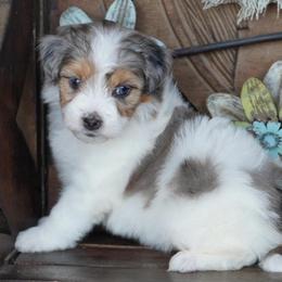 Girl 4 - Blue merle female Aussiedoodle puppy in Lawton, Oklahoma from Lindsey’s Aussies