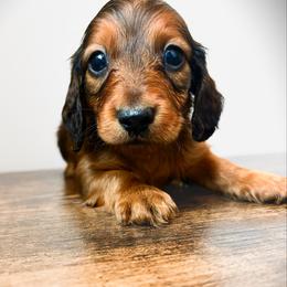 Willy - Red male Dachshund puppy in Sylvania, Alabama from Yancey’s Doxies