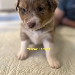Australian Shepherd Puppies from Aussie Tree-O