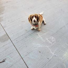 Winnie - Dachshund