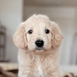 Ross Geller, Boy - Cream male Goldendoodle puppy in Maricopa, Arizona from Desert Ridge Doodles