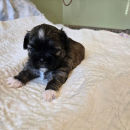 Boy brown color - Brindle male Shih Tzu puppy in Missouri from Farm Animal Mommy Shih tzu's