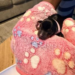 Miniature Pinscher Puppies from Bridget GreenBoddy