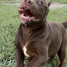 American Bully Puppies from TEXAS BULLY FAMILY