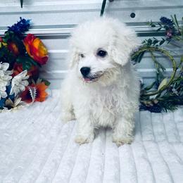 Frankie - White male Poodle puppy in Elgin, South Carolina from Silver Bells Paw Prints