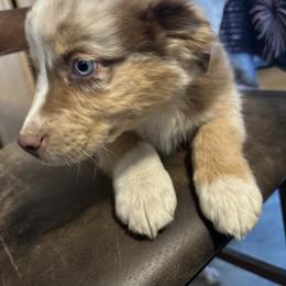 Boy 2 - Red tri-color male Australian Shepherd puppy in Spring Creek, Nevada from Knotts Dalmatians/Australian Shepherds