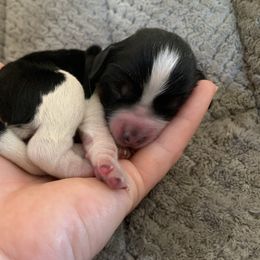 English Springer Spaniel Puppies from Sara's English Springer Spaniels