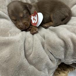Woody - Chocolate and cream male Dachshund puppy in Alexandria, Indiana from Storybook Dachshunds