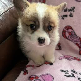 Boy 4 - Red male Pembroke Welsh Corgi puppy in White Sulfur Springs, Montana from Montana Shorties