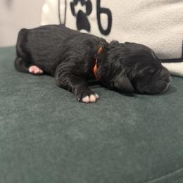 Ruby - Black female Bernedoodle puppy in Bellevue, Iowa from Blended Acres & Kennels