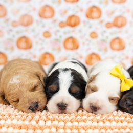 Cockapoo Puppies from Firm Foundation Cockapoos