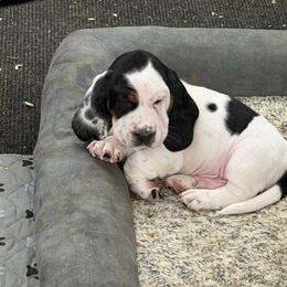Male 4 - Black tan and white male Basset Hound puppy in Manchester, Tennessee from Middle TN Leopard Catahoulas and Middle TN Bassett Hounds