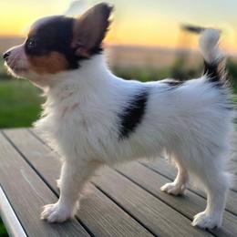 L3A We Don't Talk About Bruno - White black and tan male Papillon puppy in Davenport, Washington from Lovely Ladies and Little Asses Miniature Equines (L3A Pomeranians & Papillons)