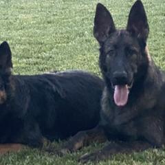 German Shepherds from A1EliteK9 German Shepherds