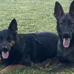 German Shepherds from A1EliteK9 German Shepherds