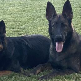 German Shepherds from A1EliteK9 German Shepherds
