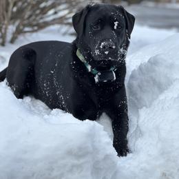 Maya - Labrador Retriever
