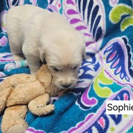 Sophie Girl 3 - Light golden female Golden Retriever puppy in Niles, Michigan from Composer Goldens