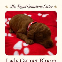 Lady Garnet Bloom Rosa Red - Red  female Poodle puppy in Woodbridge, Virginia from Rosa Red Standard Poodles
