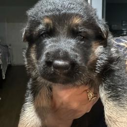 Baby - Black and tan female German Shepherd puppy in Falcon, Missouri from K2D2 Farm