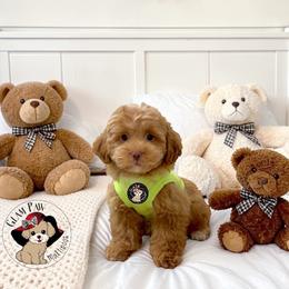 Companion Cross, Maltese, Maltipoo, Poodle, and Shihpoo Puppies from GlamPaw Maltipoos