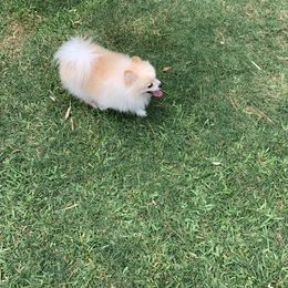 Malish - Cream Pomeranian puppy in Houston, Texas from Lola’s Poms