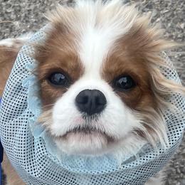 Cavalier King Charles Spaniels from Linda's Cavalier King Charles Spaniels