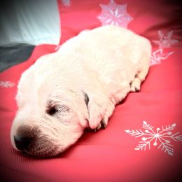 Labrador Retriever Puppies from Frost Creek Ranch