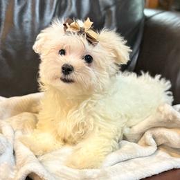 Angel - White female Maltese puppy in Lancaster, South Carolina from 3 Bs Havanese-PUPPIES with  PURPOSE