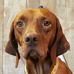 Moonie - Vizsla