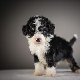 Boy 2 - male Bernedoodle puppy in Caldwell, Idaho from Boise Doodle Co.