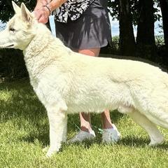 Lavigne - Berger Blanc Suisse