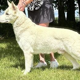Lavigne - Berger Blanc Suisse