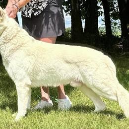 Lavigne - Berger Blanc Suisse