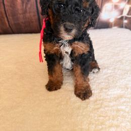 Peaches - Phantom female Goldendoodle puppy in Luana, Iowa from Country View Bernedoodles and Goldendoodles