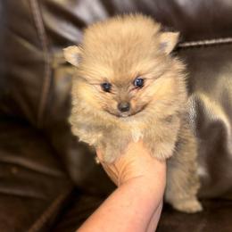 Major - Orange sable male Pomeranian puppy in Zavalla, Texas from Precious Puff Poms