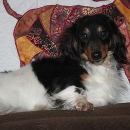 Hunter - Dachshund