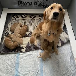 Golden Retriever Puppies from DeClercks Goldens