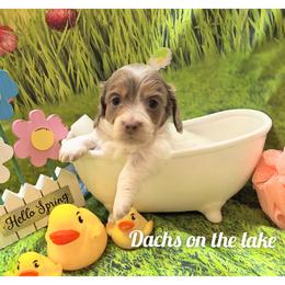 Starlit - Fawn (isabella) and cream female Dachshund puppy in Grove, Oklahoma from Dachs on the lake