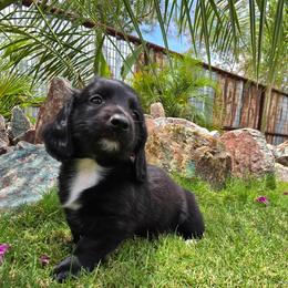 Ronnie - Black male Dachshund puppy in Florence, Arizona from Doxie Town Az