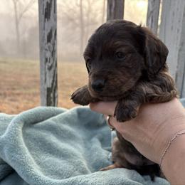 Sir George - Brindle male Dachshund puppy in Mc Alester, Oklahoma from A Anchor Farm