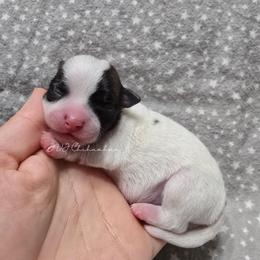 Candice - Chocolate brindled fawn female Chihuahua puppy in El Paso, Texas from JVJ Chihuahua