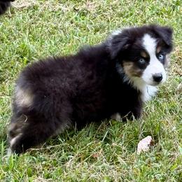 Harry - Black tri male Miniature Australian Shepherd puppy in Patterson, North Carolina from DreamLine Aussies