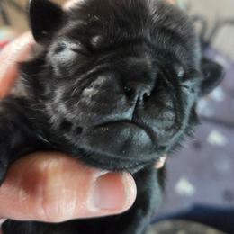 Girl 1 - Black female Pug puppy in Madera, California from Hills Pugs