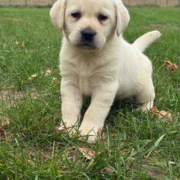 Pumpkin- black collar- first pick yellow  male - Yellow male Labrador Retriever puppy in Isanti, Minnesota from Four Corners Family Labs